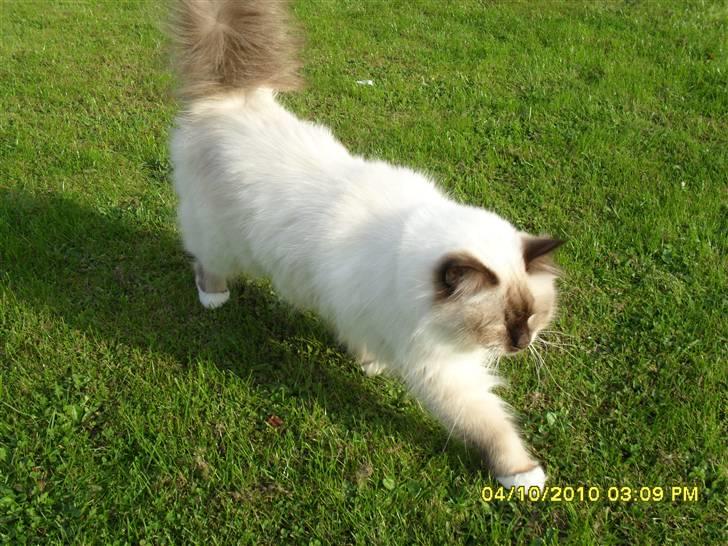 Hellig Birma Simba billede 12