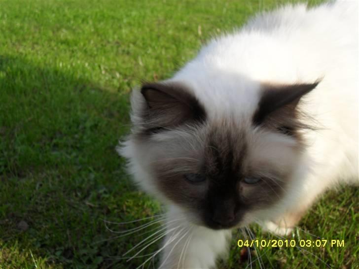 Hellig Birma Simba billede 13