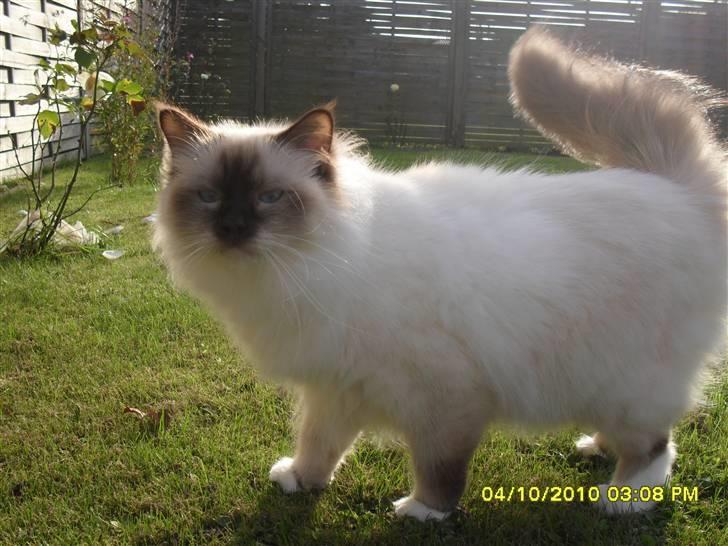 Hellig Birma Simba billede 14