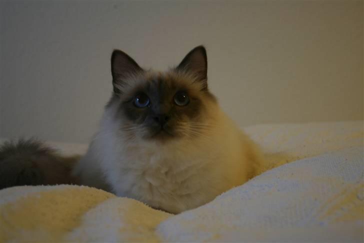 Hellig Birma Camaro billede 9