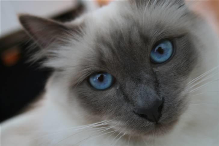 Hellig Birma Camaro billede 10