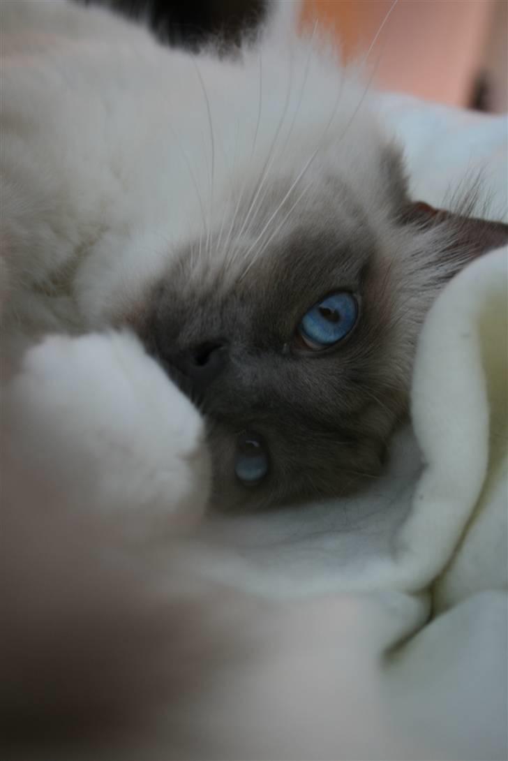 Hellig Birma Camaro billede 11