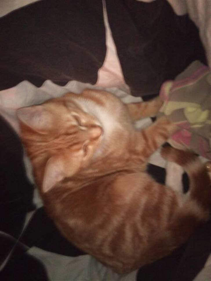 Huskat Max billede 2