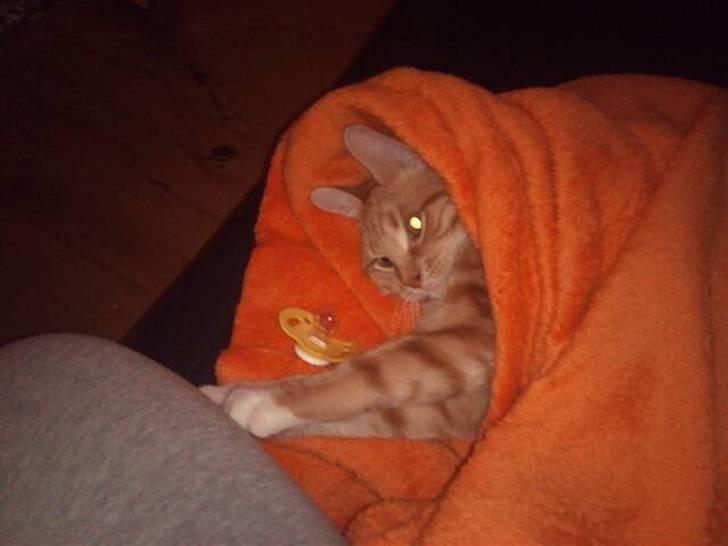 Huskat Max billede 3