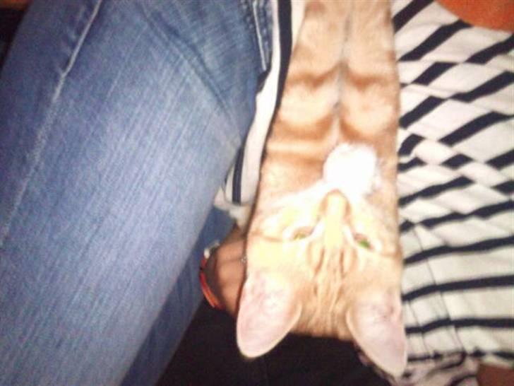 Huskat Max - sidder lige på vanessa og slapper af , med hans hvide bold .<3 billede 4