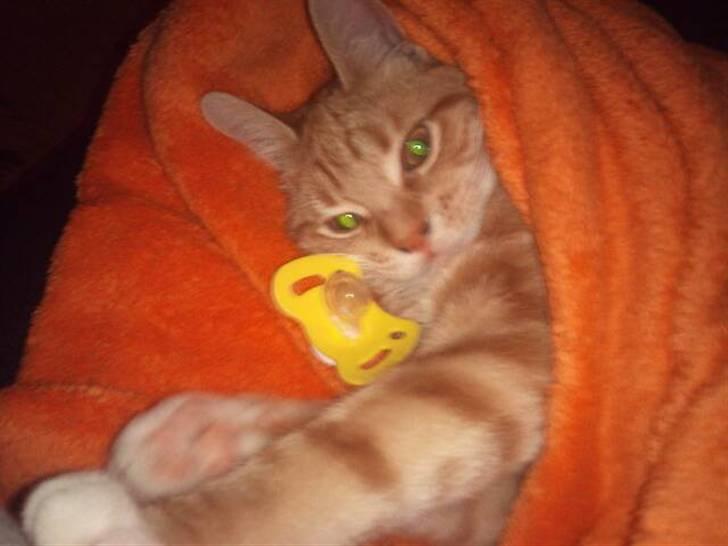 Huskat Max billede 5