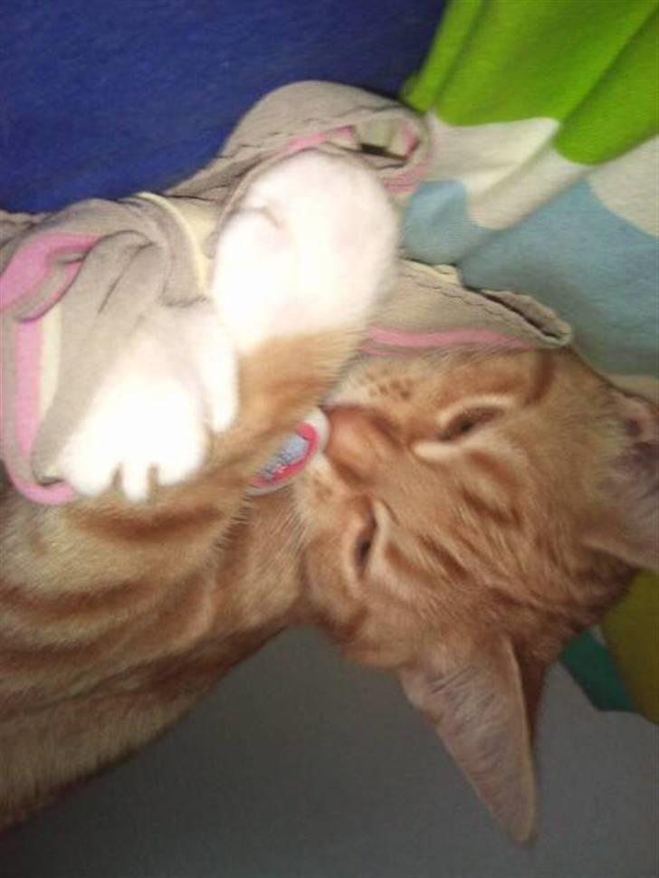 Huskat Max billede 6