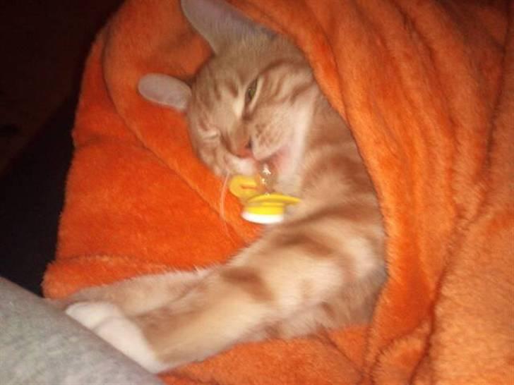 Huskat Max billede 7