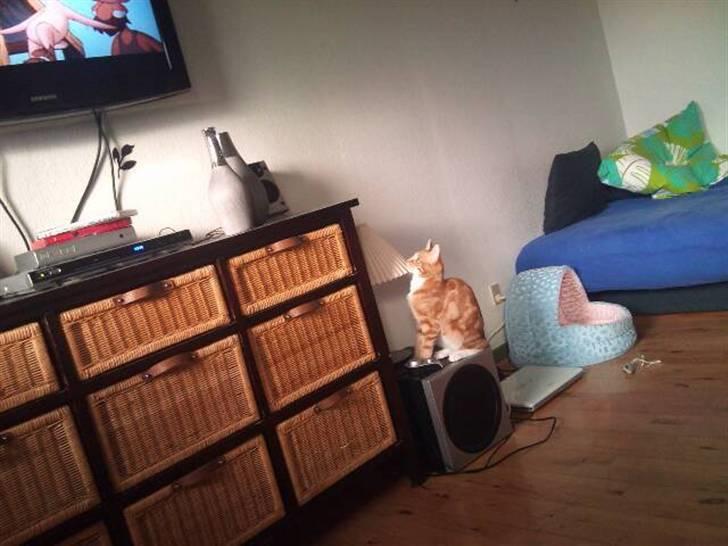 Huskat Max - Max som lige kigger lidt tv <3 billede 8