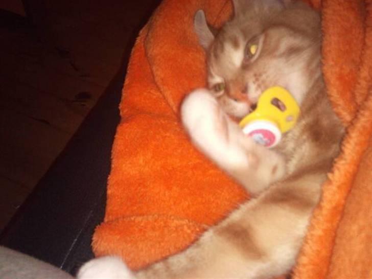 Huskat Max - Mor´s dejlige dreng ,<3 altid Husk sutten hihi <3 billede 9