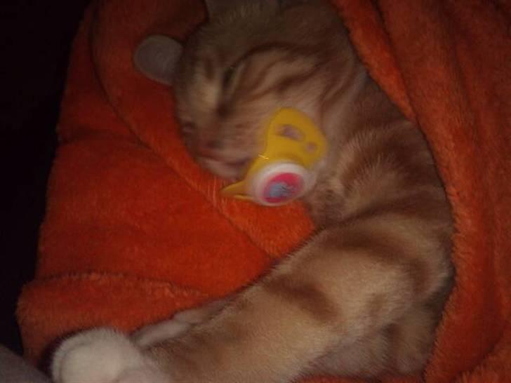 Huskat Max billede 10