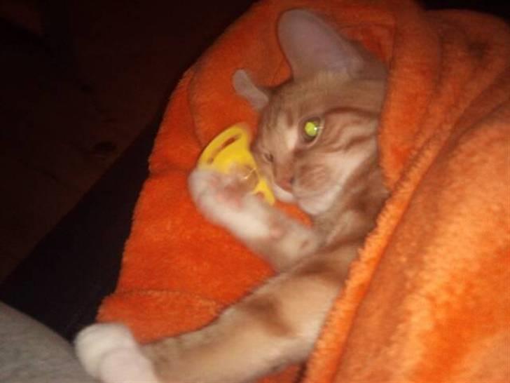 Huskat Max billede 11