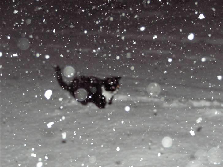 Blanding af racer Kiskat - Ude og lege i sneen billede 10