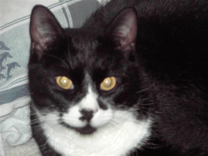 Blanding af racer Kiskat billede 11