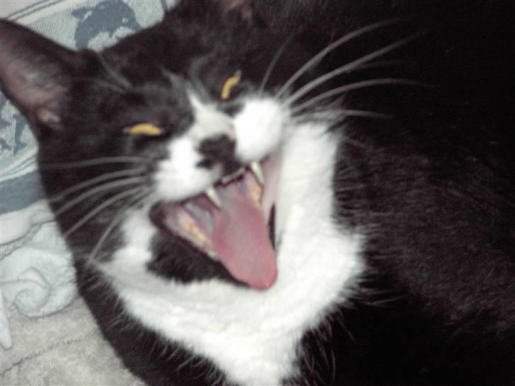 Blanding af racer Kiskat - Uh jeg gaber billede 12