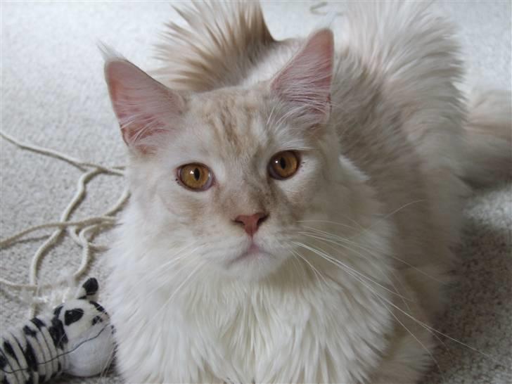 Maine Coon Flame Of Silver..Lukas billede 15