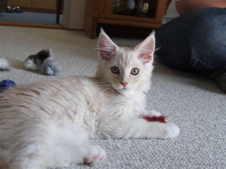 Maine Coon Flame Of Silver..Lukas billede 17