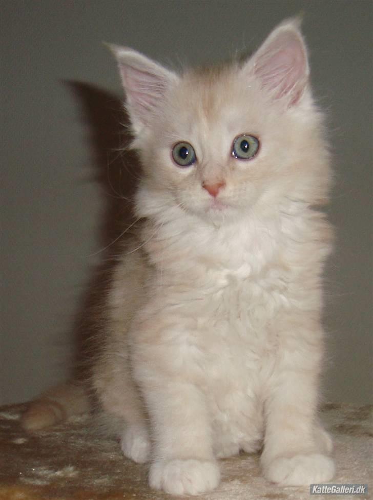 Maine Coon Flame Of Silver..Lukas billede 19