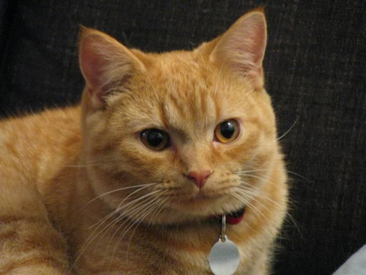 Blanding af racer Oliver billede 3