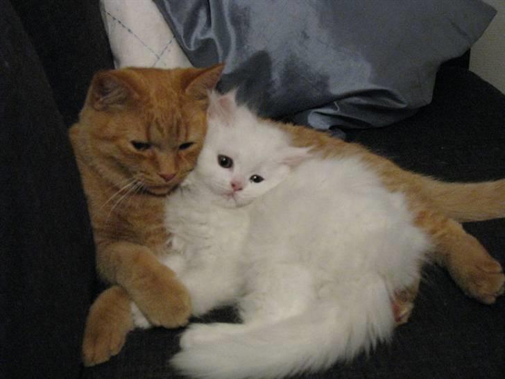 Blanding af racer Oliver billede 2