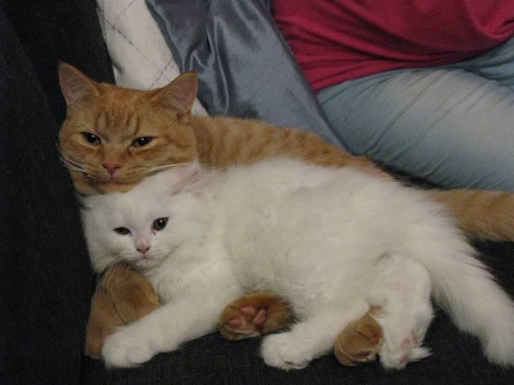 Blanding af racer Oliver billede 4