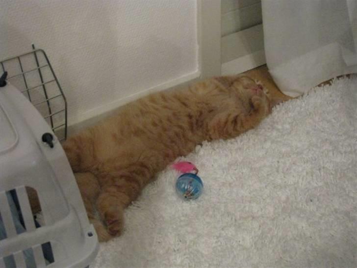 Blanding af racer Oliver billede 6