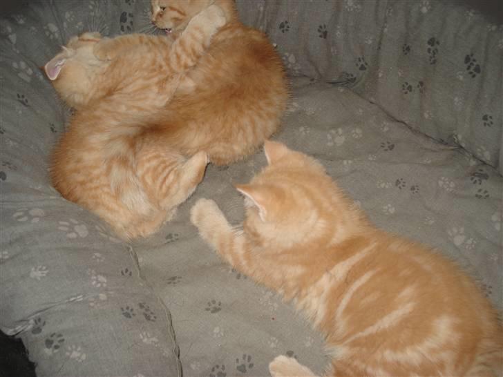 Blanding af racer Oliver billede 7