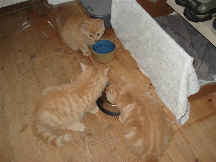 Blanding af racer Oliver billede 8