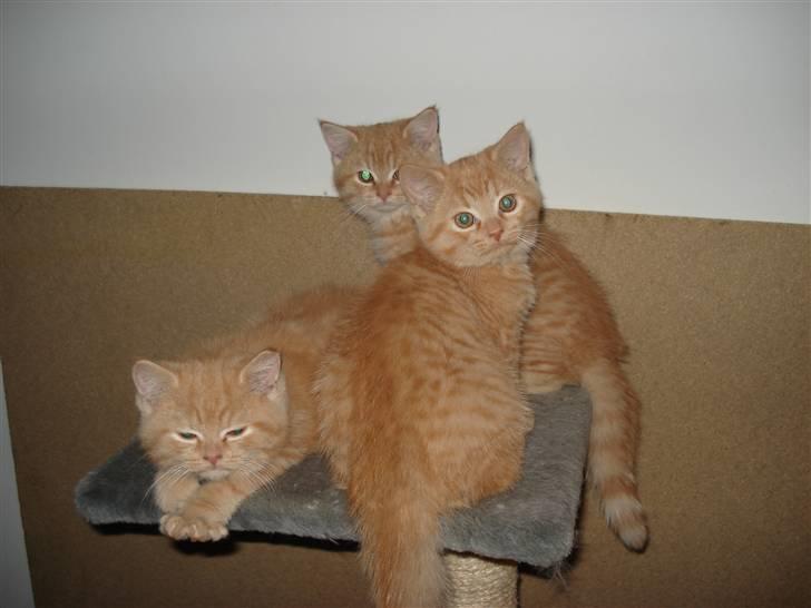 Blanding af racer Oliver billede 9