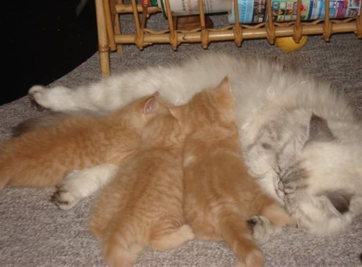 Blanding af racer Oliver billede 10