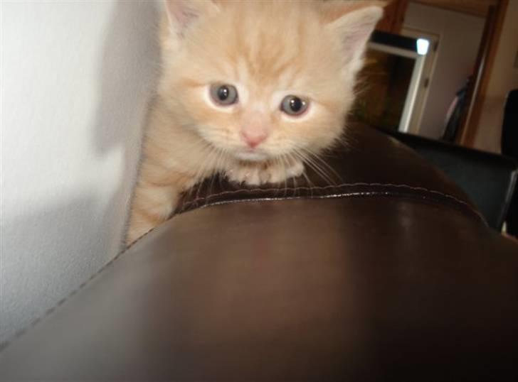 Blanding af racer Oliver billede 11