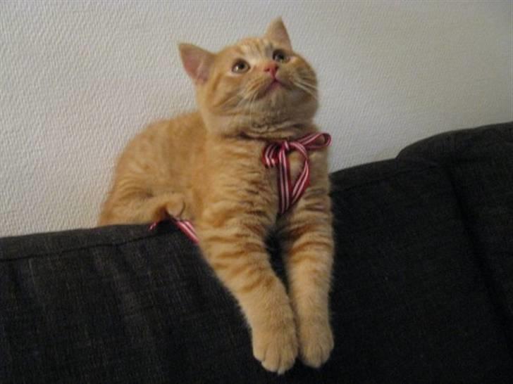 Blanding af racer Oliver billede 12