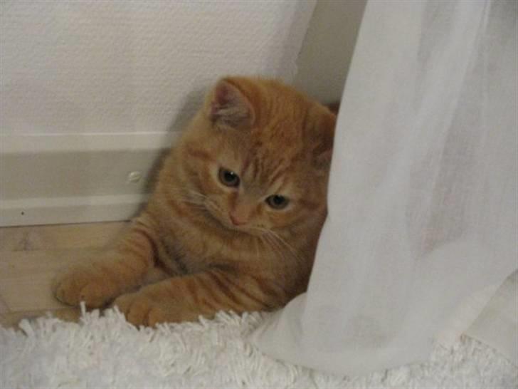 Blanding af racer Oliver billede 14