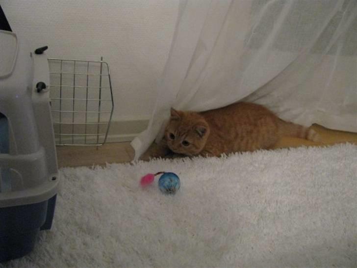 Blanding af racer Oliver billede 15