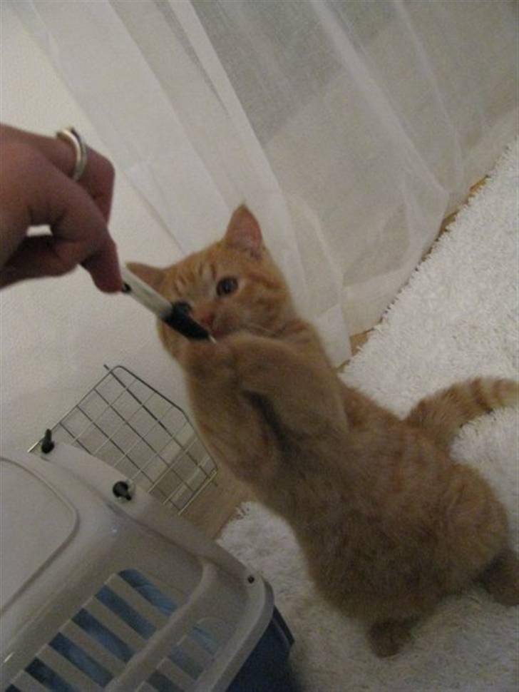 Blanding af racer Oliver billede 16