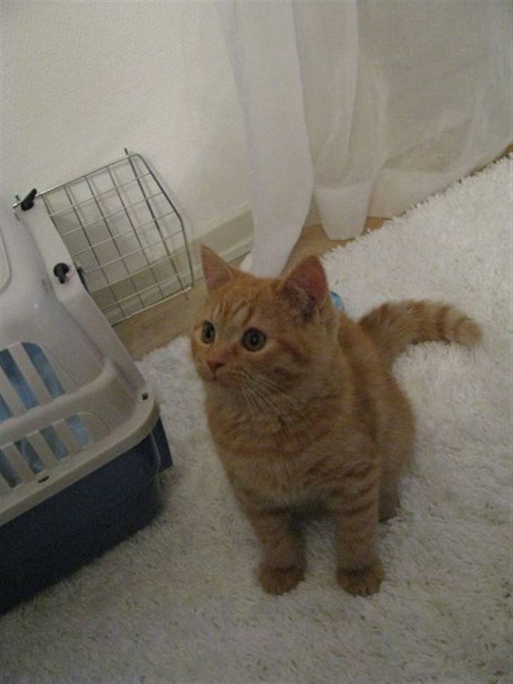 Blanding af racer Oliver billede 17