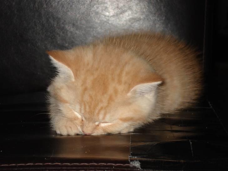 Blanding af racer Oliver billede 19