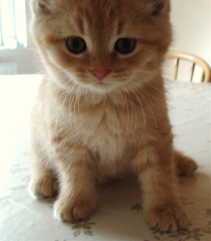 Blanding af racer Oliver billede 20