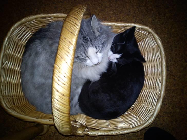 Huskat Snøvsen  - så tog man lige mormors kurv :D  billede 7