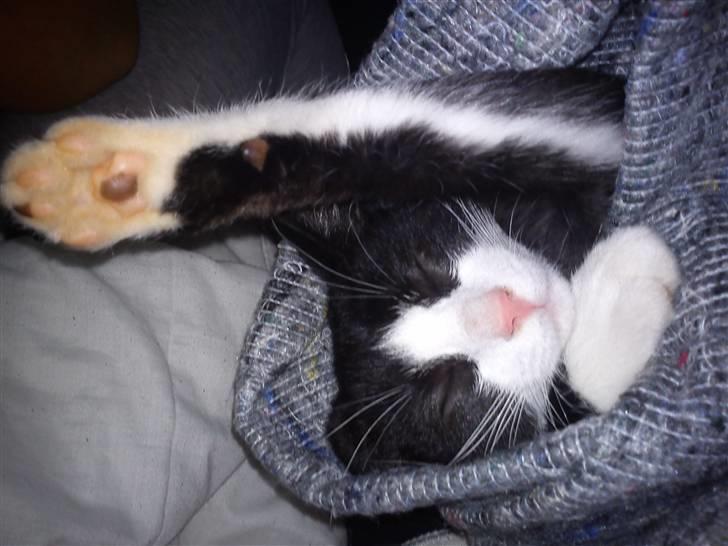 Huskat Snøvsen  - give mig fem ! :D eller giv mig pote :D  billede 8