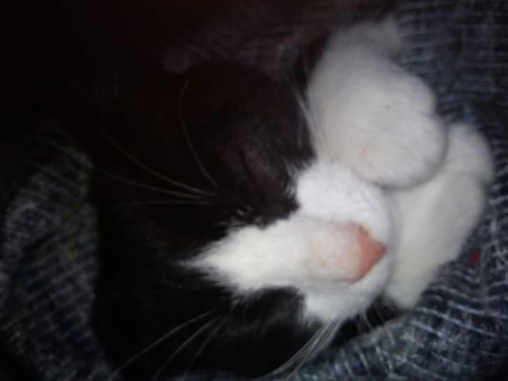 Huskat Snøvsen  - dejlig varmt tæppe :D (dovendyr) :D  billede 9