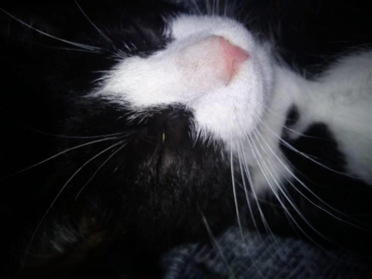 Huskat Snøvsen  billede 10