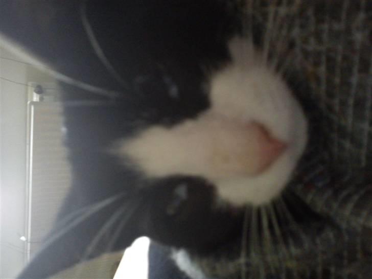 Huskat Snøvsen  billede 11