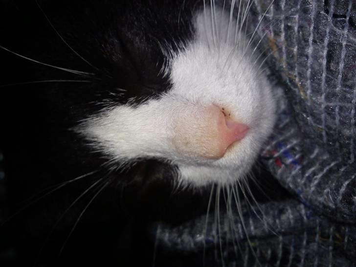 Huskat Snøvsen  billede 12