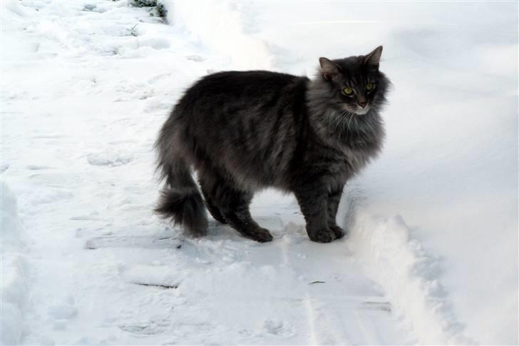 Blanding af racer Willy billede 12