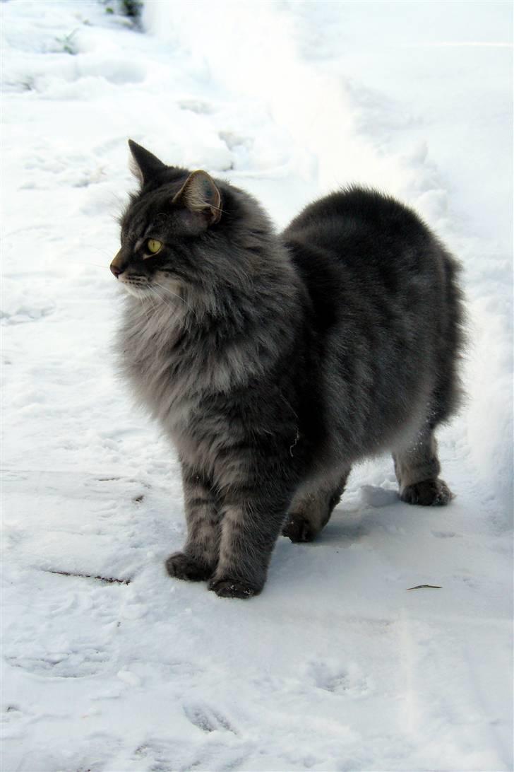 Blanding af racer Willy billede 13