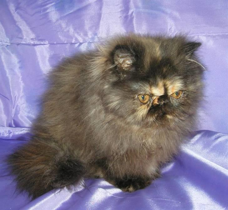 Perser Misty Brown Becky billede 1