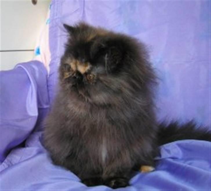 Perser Misty Brown Becky billede 2