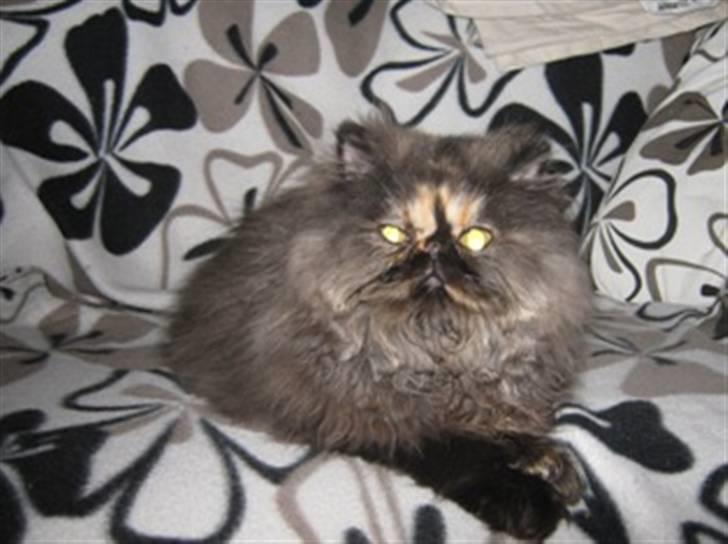 Perser Misty Brown Becky billede 3