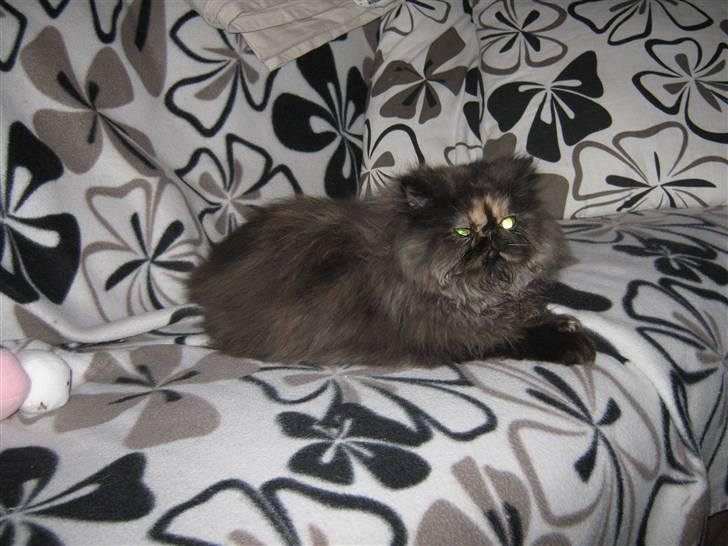 Perser Misty Brown Becky billede 4